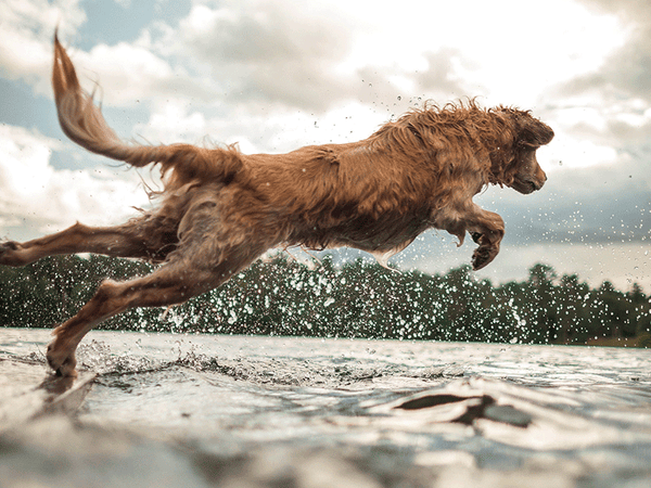 dog-jumping-into-water