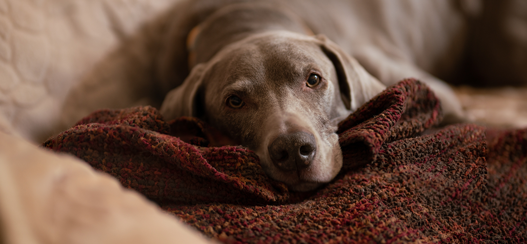 Brown dog laying down on a blanket on a sofa