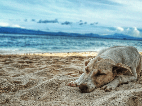 Dog-sleeping-on-the-sand