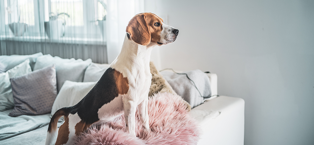 Small dog standing up on a sofa