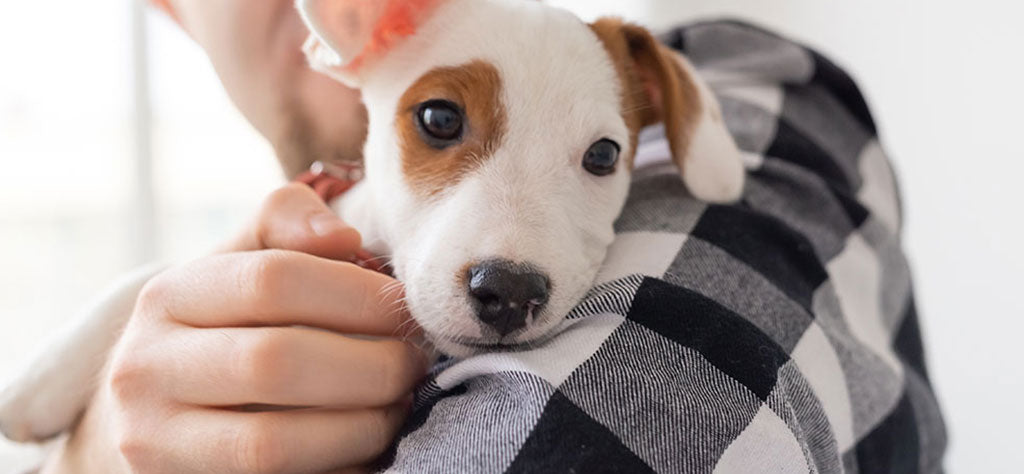 man holding a small white dog