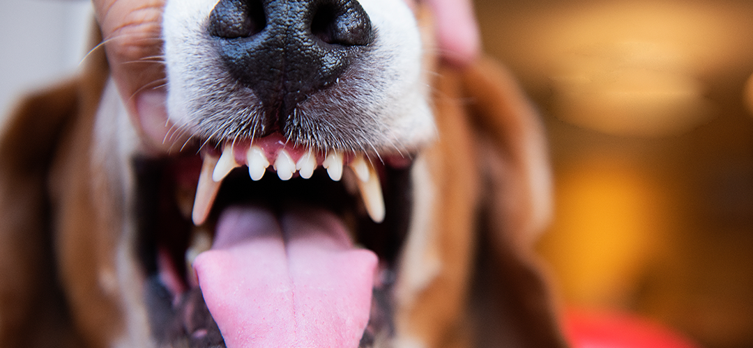 dog's jaw being held open to show teeth