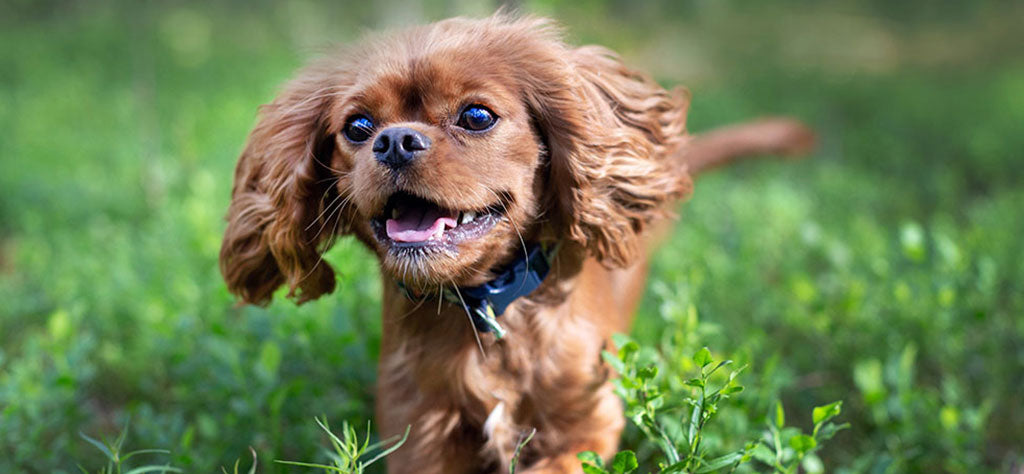 small brown dog running through grass