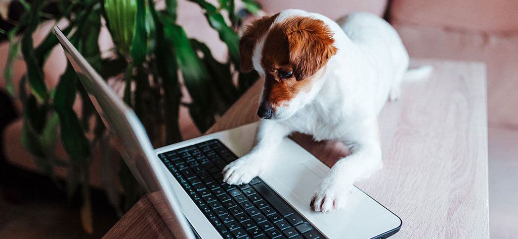 small dog sitting at a desk looking at a computer
