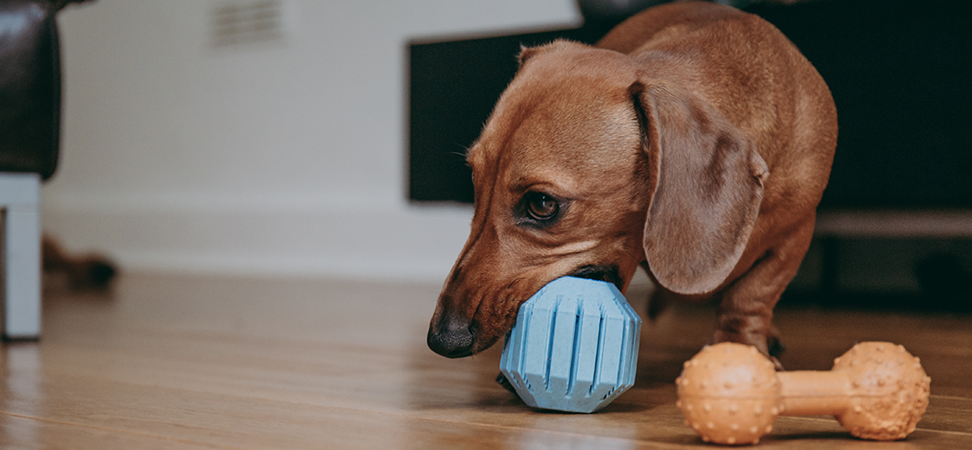 Small brown dog playing with chew toys