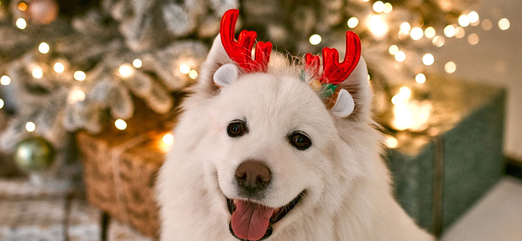 White dog with reindeer antlers on in front of Christmas tree