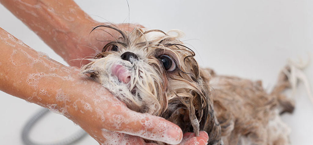 dog being bathed at home