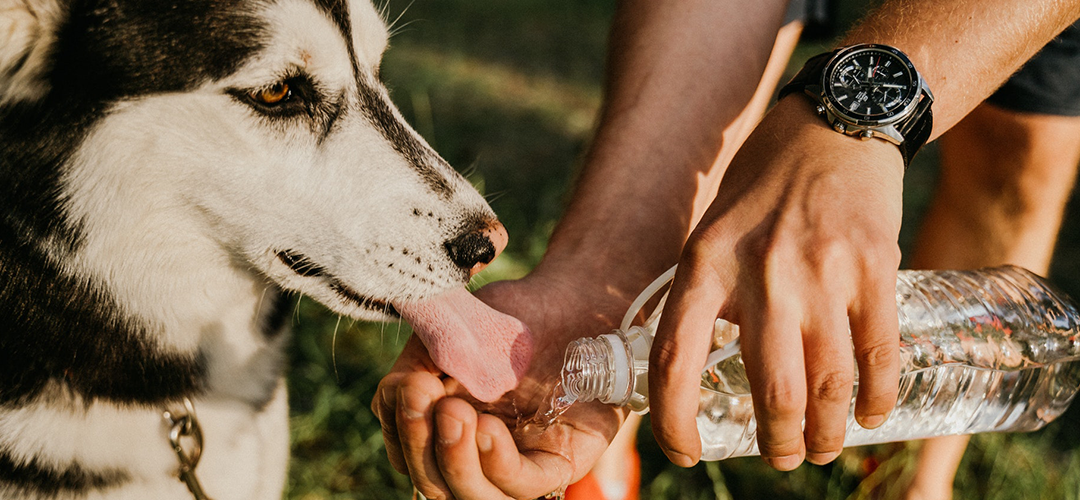 white and black dog drinking water from a bottle held by a person