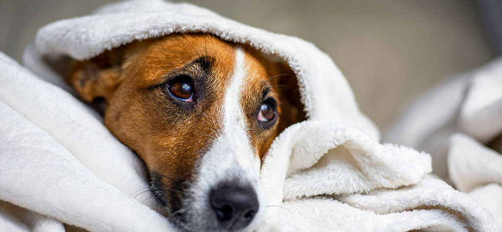 dog hiding under blanket