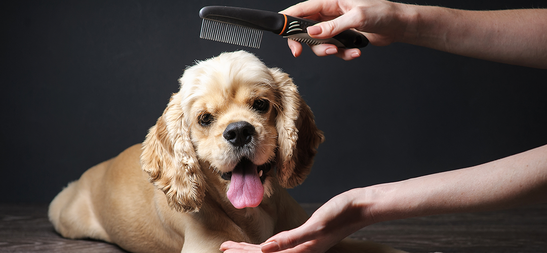 dog laying down being brushed by a dog groomer