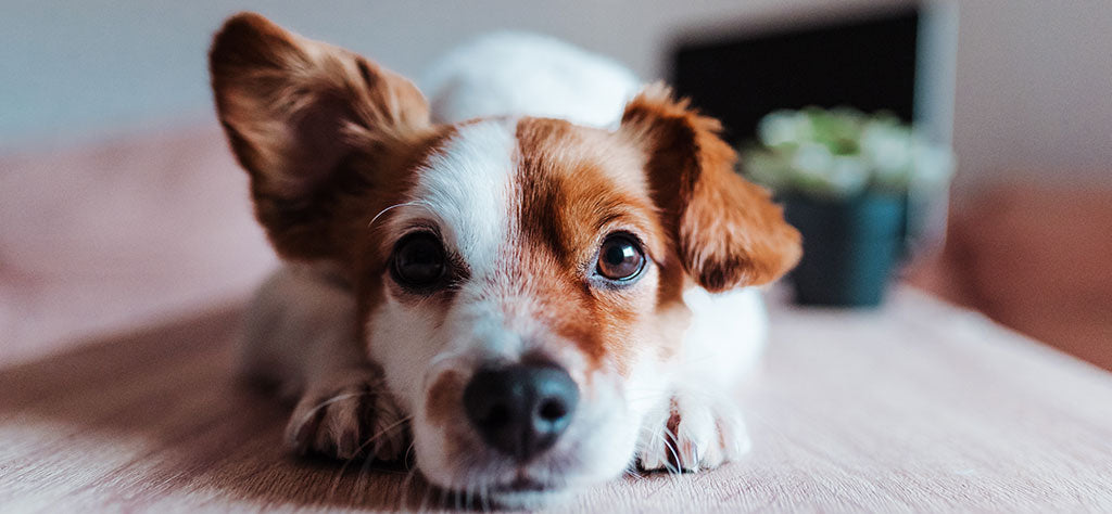 dog laying down on a wooden table