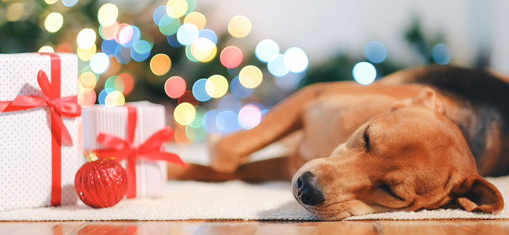 brown dog laying next to Christmas presents