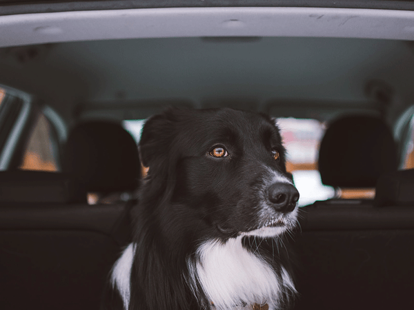 Dog-left-inside-a-car