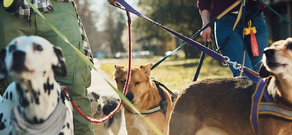 two dog walkers in the park with four dogs on leads