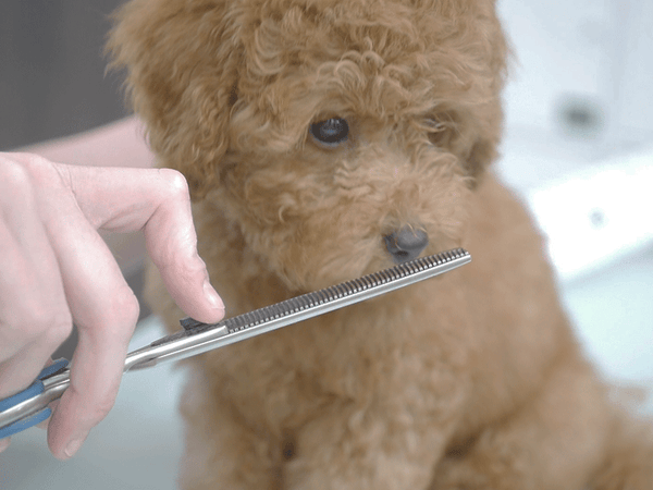 Luca puppy smelling scissors