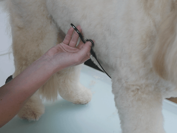 Murphy getting a trim at Doggy Styling