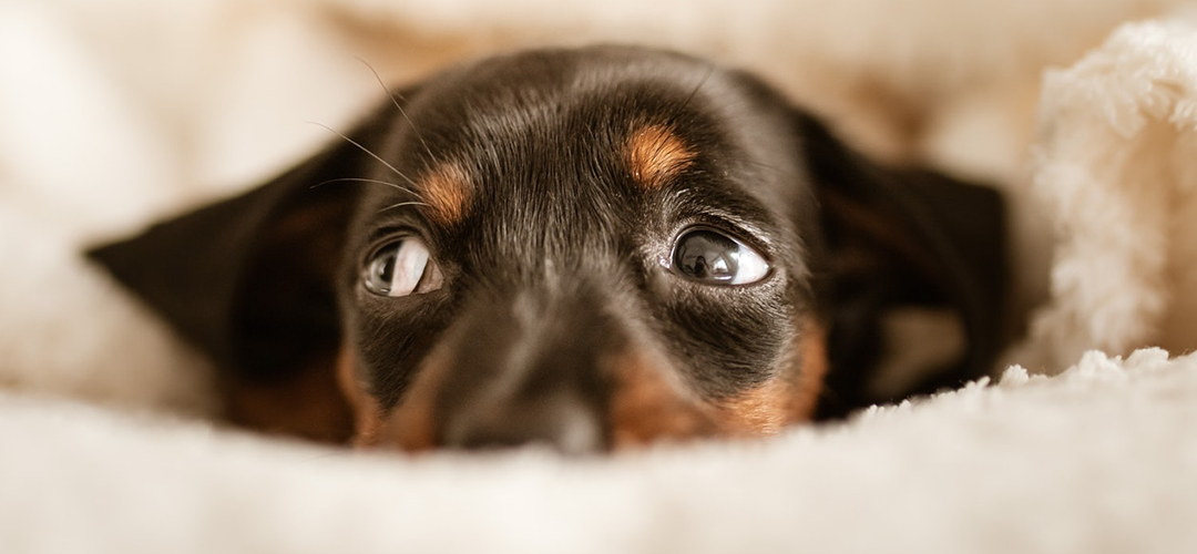 puppy hiding under a blanket wide