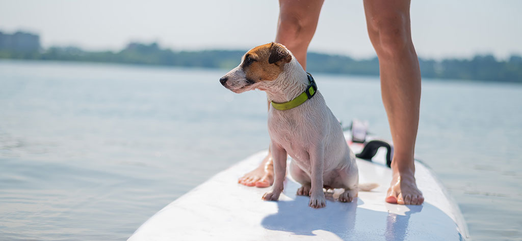 russell dog on a body board at sea