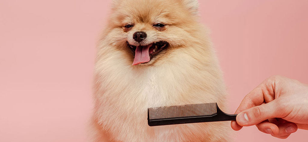 dog being groomed in front of peach coloured wall