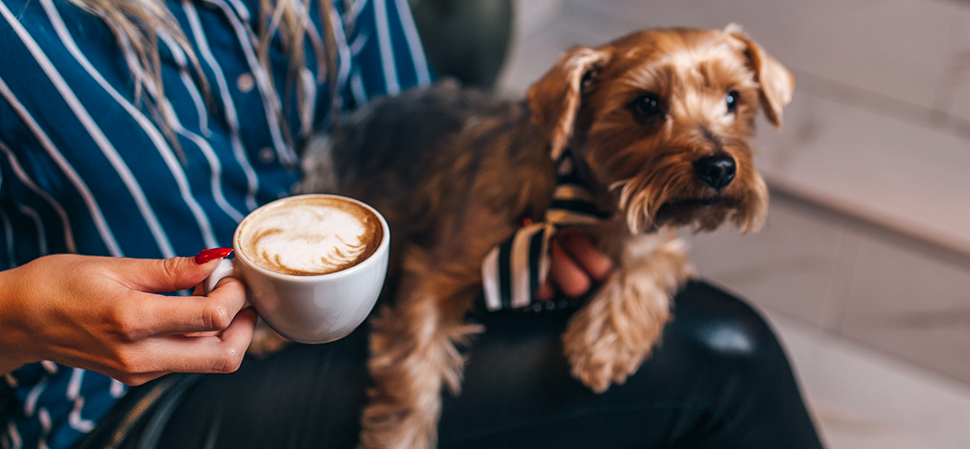 small dog sitting with person holding a coffee