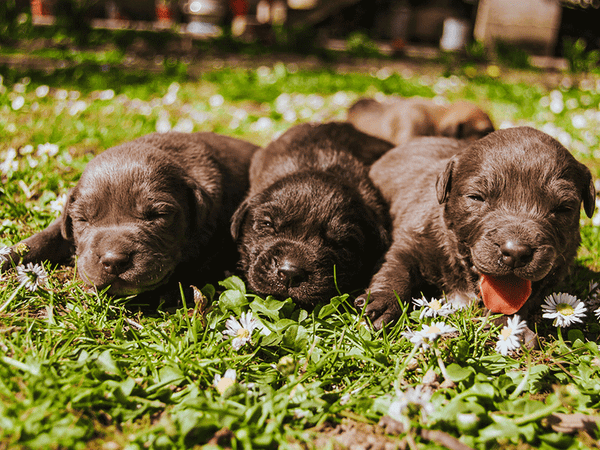 Puppies laying on the grass