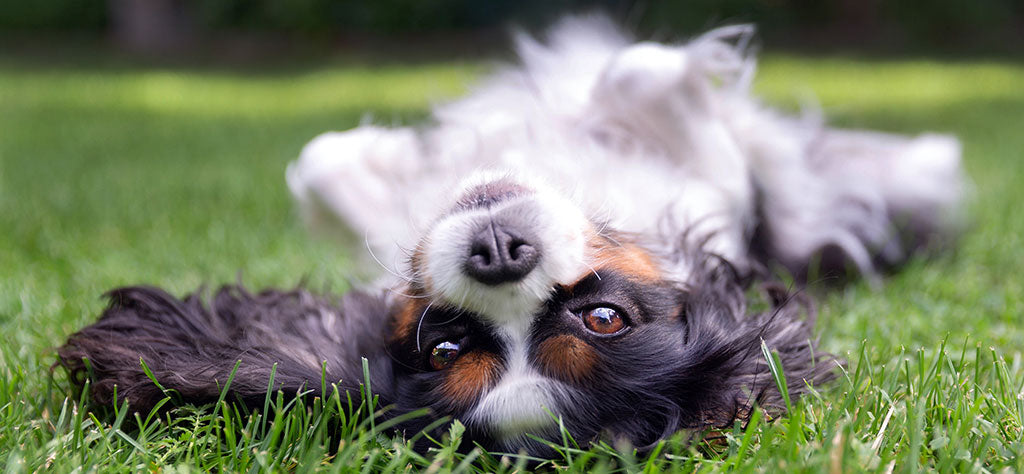 small white and black dog laying on grass