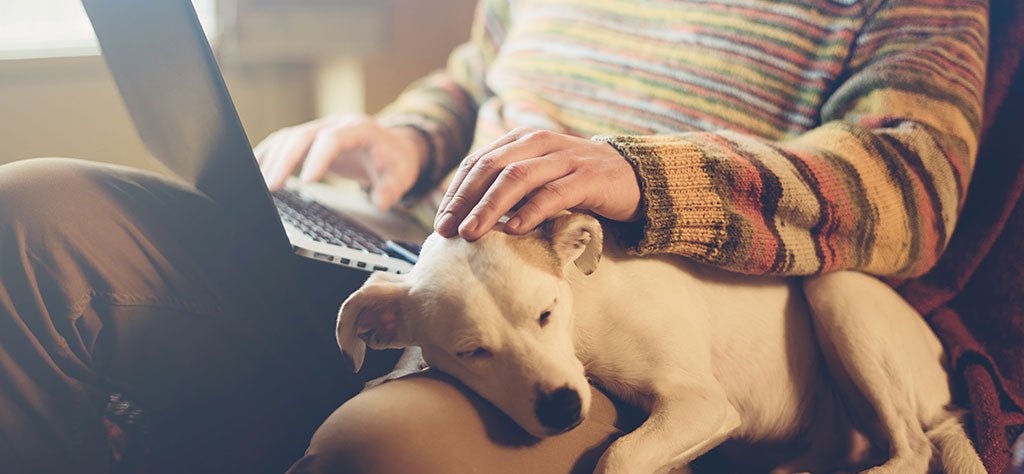 white dog asleep with person using laptop