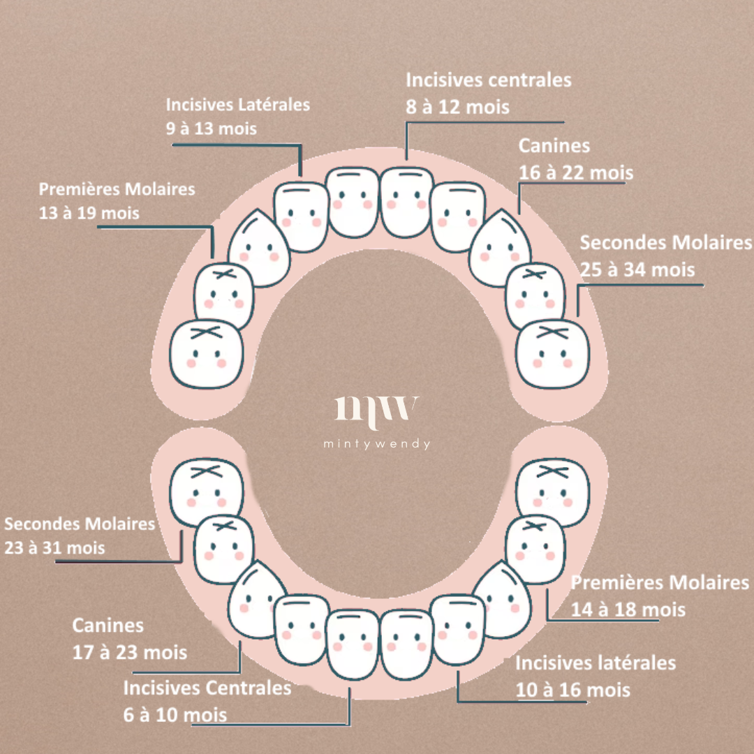 Tout savoir sur les poussées dentaires de votre bébé - MintyWendy