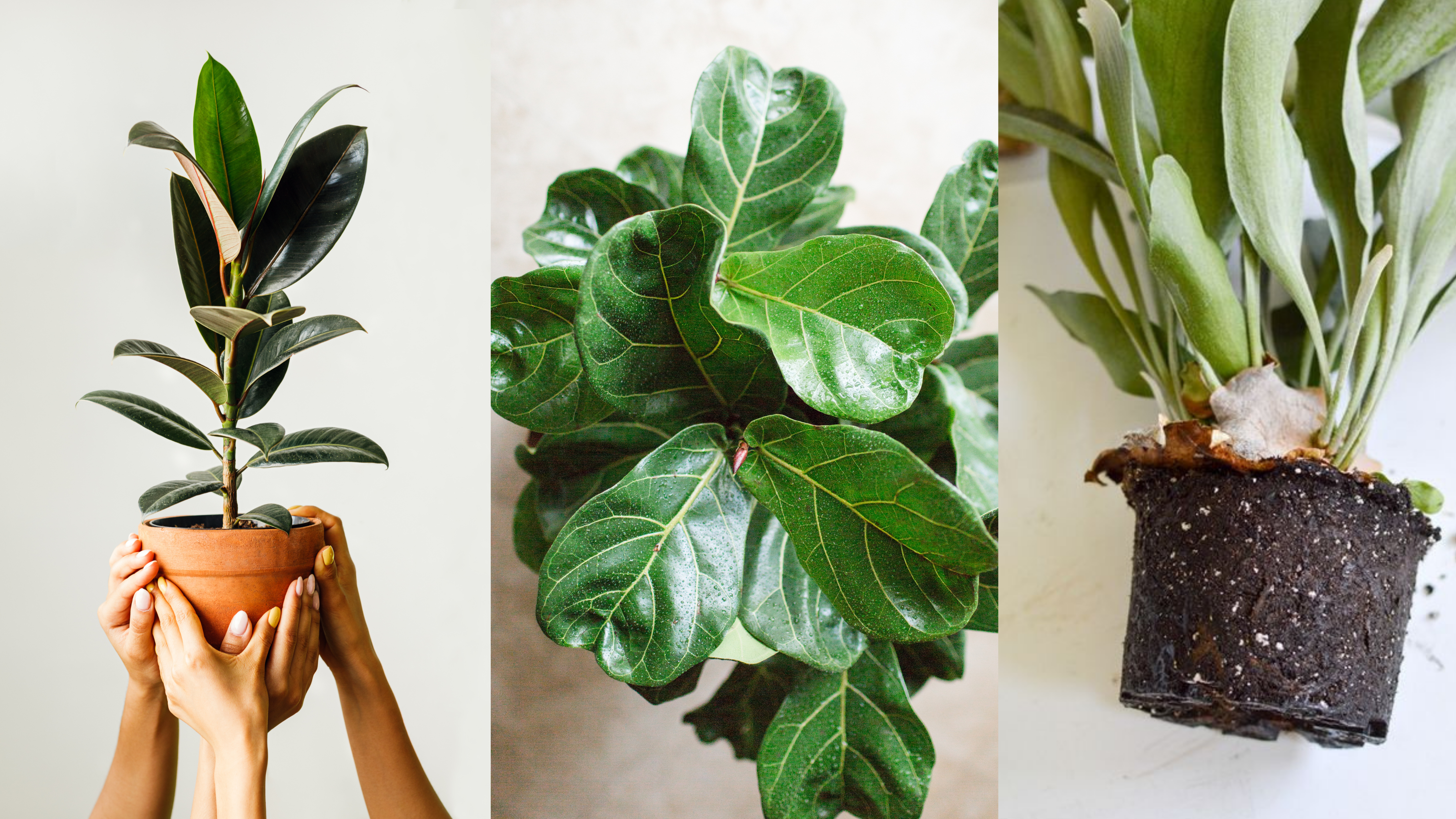 Fiddle Leaf Fig | Plant Care | Plant Tips | Winter | Cape Town Plants