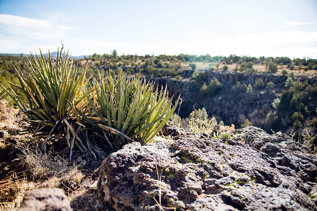 Arizona Landscape