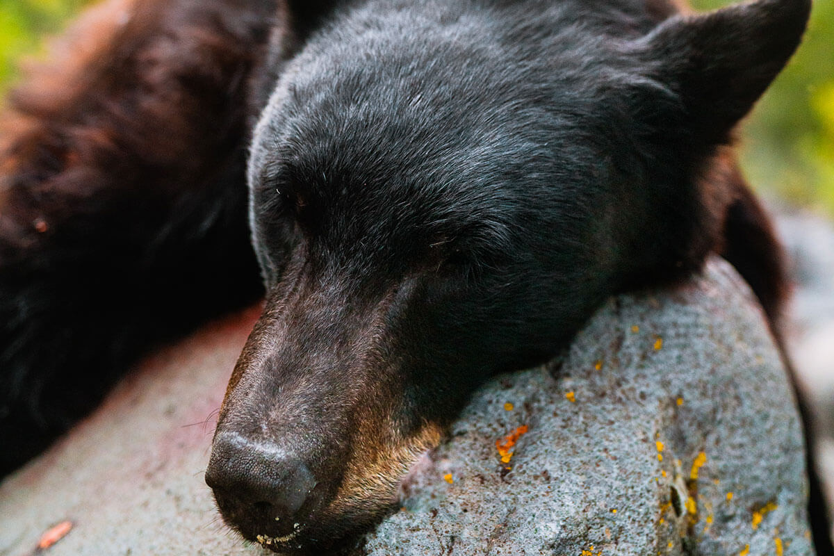 The Author's Bear Harvest