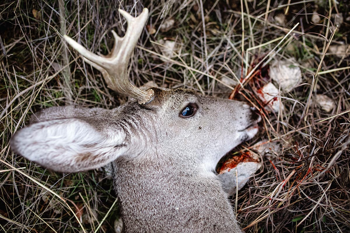 A Successful Arizona Deer Hunt