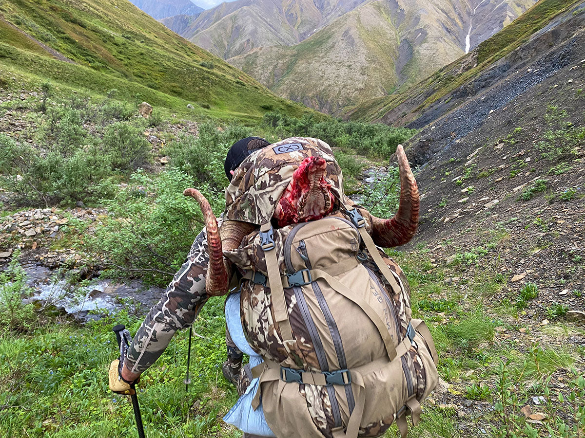 Success On A Guided Dall Sheep Hunt
