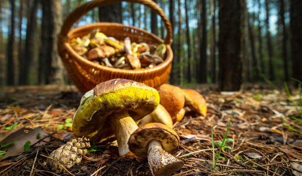 gifts for mushroom hunters