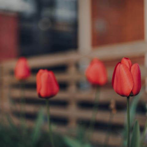 tulips in front of a front garden fence. A great idea to boost curb appeal