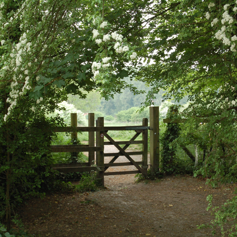 Countryside garden gate and fence amongst trees