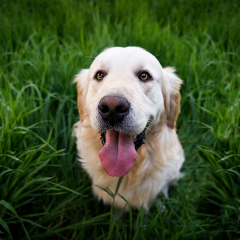 Fence ideal for Dogs or other Pets