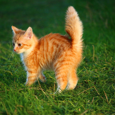 Cat proof garden for this cute little ginger kitten