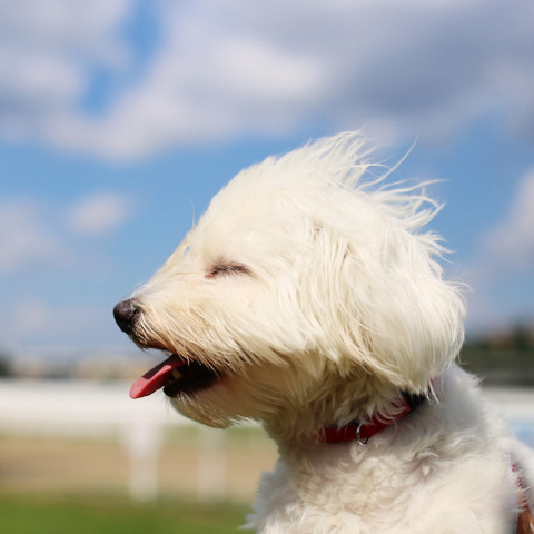 How Do You Protect A Fence From The Wind?