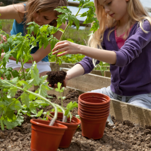 School Garden Ideas