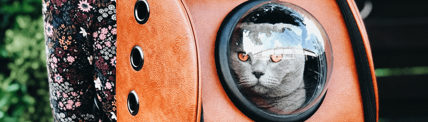 Transparent Cat Backpacks