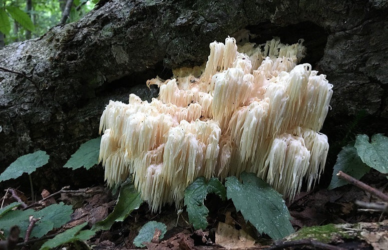 lion's mane mushroom for brain and immunity