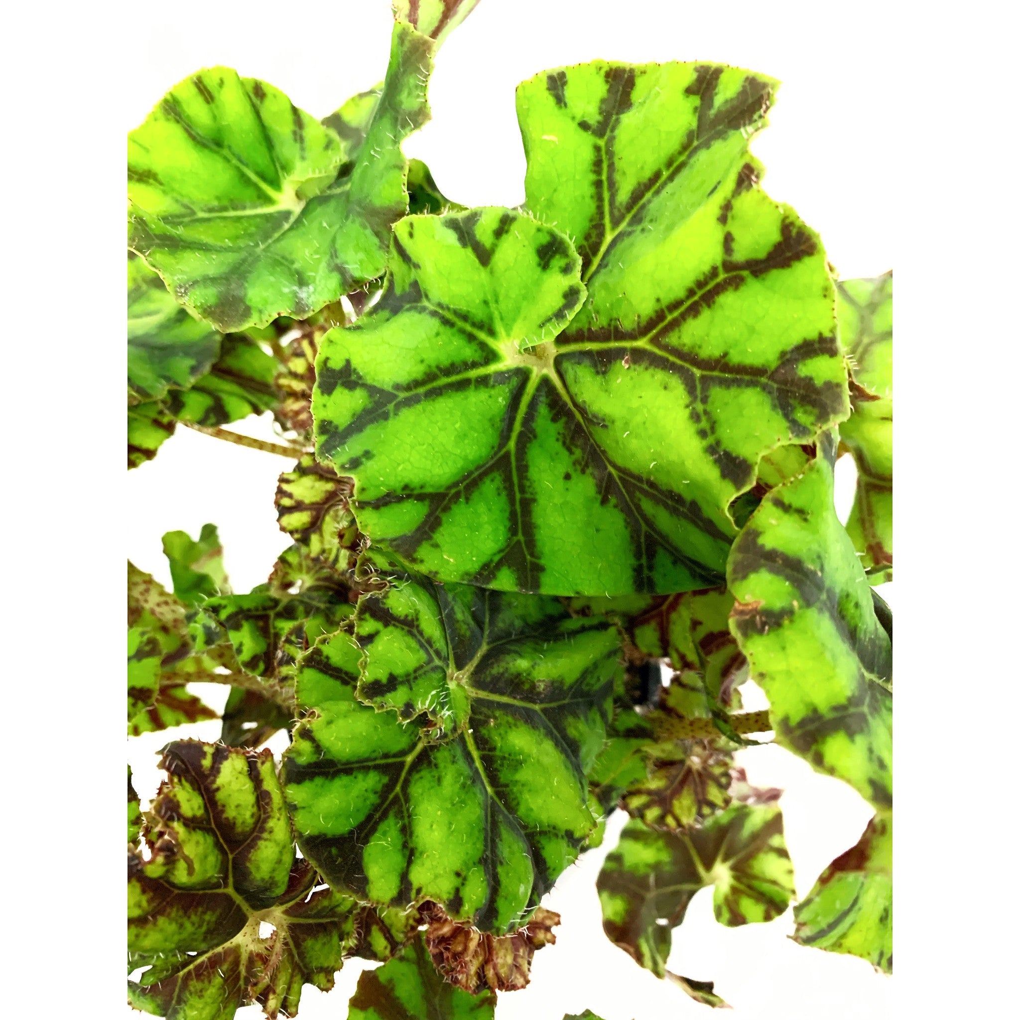 Begonia Zumba — Las Selvas