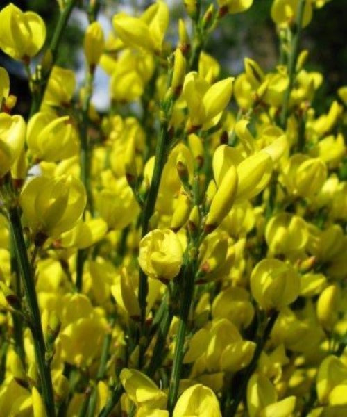 hairy broom plant