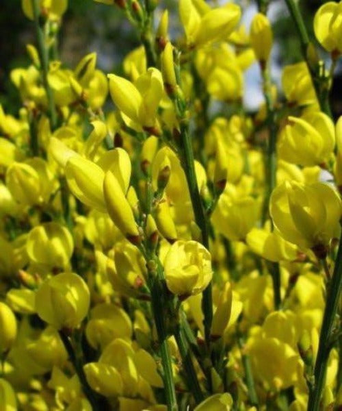 hairy broom plant