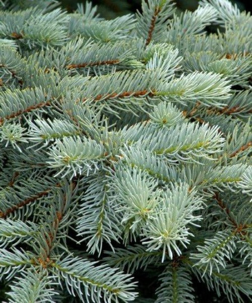 picea glauca conica dry needles