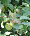 Crab Apple Favour - Trees by Post