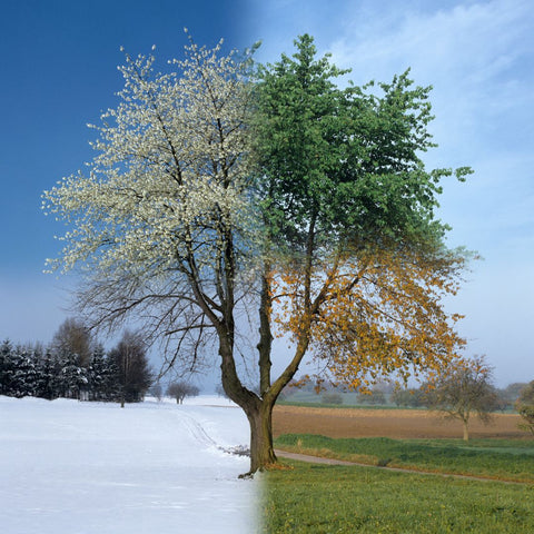 albero che cambia stagione
