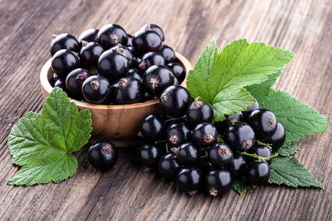 Ribes nero