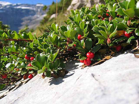 bearberry, leaves, urinary tract